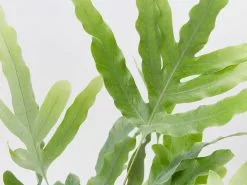 Elho Eco Friendly â™»ï¸Gift Box - Fern Varieties 14 Elho Eco Friendly â™»ï¸Gift Box - Fern Varieties -Plants in a Box Sales Shop PhlebodiumBlueStar blackPot detail 1