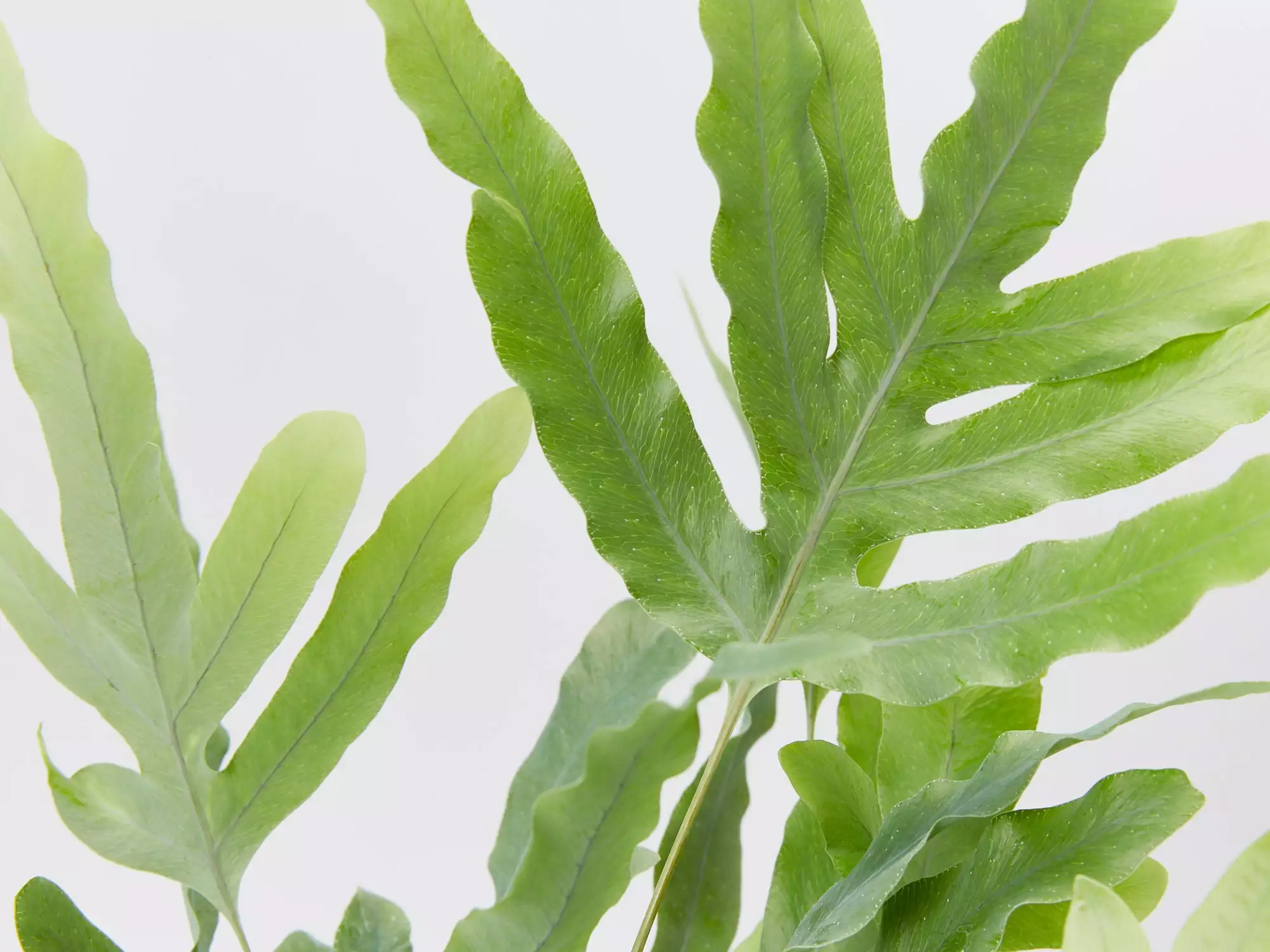 Elho Eco Friendly â™»ï¸Gift Box - Fern Varieties 6 Elho Eco Friendly â™»ï¸Gift Box - Fern Varieties - Image 4