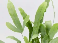 Phlebodium Blue Star -Plants in a Box Sales Shop PhlebodiumBlueStar detail 2b953a88 369c 4b89 97e4 8edc211a0f2b