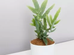 Blue Star Fern - Pot + Plant + Soil -Plants in a Box Sales Shop PhlebodiumBlueStar detail whitePotLarge 2