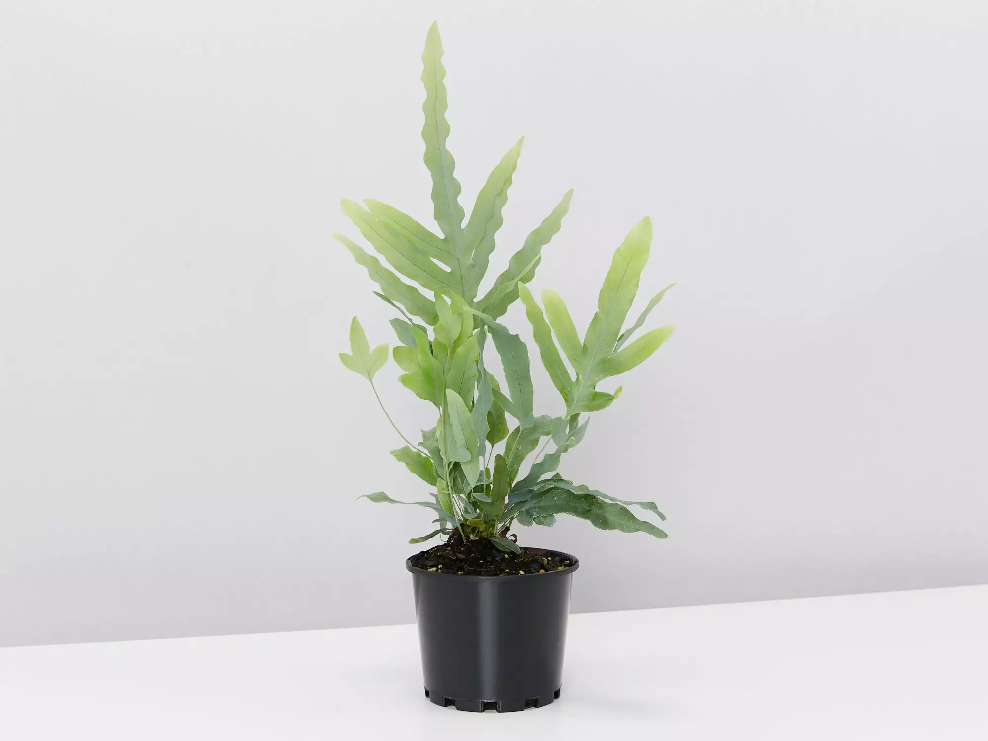 Air Purifier Box - XLarge Includes Monstera,Fern, Happy Plant 7 Air Purifier Box - XLarge Includes Monstera,Fern, Happy Plant - Image 5