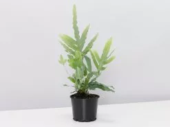 Holiday Home Houseplant Box - Large -Plants in a Box Sales Shop PhlebodiumBlueStar single 2 ce51f200 fdc8 478f b305 34e47bfe7d18