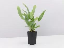 Phlebodium Blue Star -Plants in a Box Sales Shop PhlebodiumBlueStar single 4578c722 aa0d 45b4 9d59 f42fd5e5625f