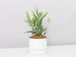 Blue Star Fern - Pot + Plant + Soil
