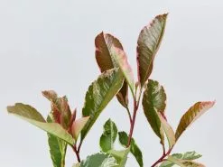 Pretty In Pink Outdoor Bloom Box -Plants in a Box Sales Shop PhotiniaPinkMarble detail 1080x 211b5c61 3f3d 4aed a17d 6f04e0ed8a94