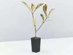 Pretty In Pink Outdoor Bloom Box -Plants in a Box Sales Shop PhotiniaPinkMarble single 1080x 1bc7077b 4086 4d2f a566 038f83f84958