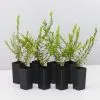 Phyllanthus Multiflorus -Plants in a Box Sales Shop PhyllanthusMinutiflora 8plants 086a3057 065e 49bb 9541 10c175bb7cbb