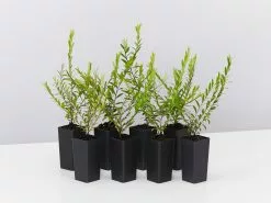 Phyllanthus Multiflorus