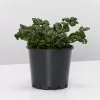 Pilea Nummulariifolia - Pot + Plant + Soil -Plants in a Box Sales Shop PileaNummularirfolia single