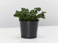 Pilea Nummulariifolia - Pot + Plant + Soil