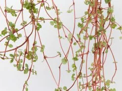 Pilea Libanensis Silver Sprinkles 10 Pilea Libanensis Silver Sprinkles -Plants in a Box Sales Shop PileaSliverSprinkles detail 393491a7 18a7 471d b4cf 1b7e75496c80