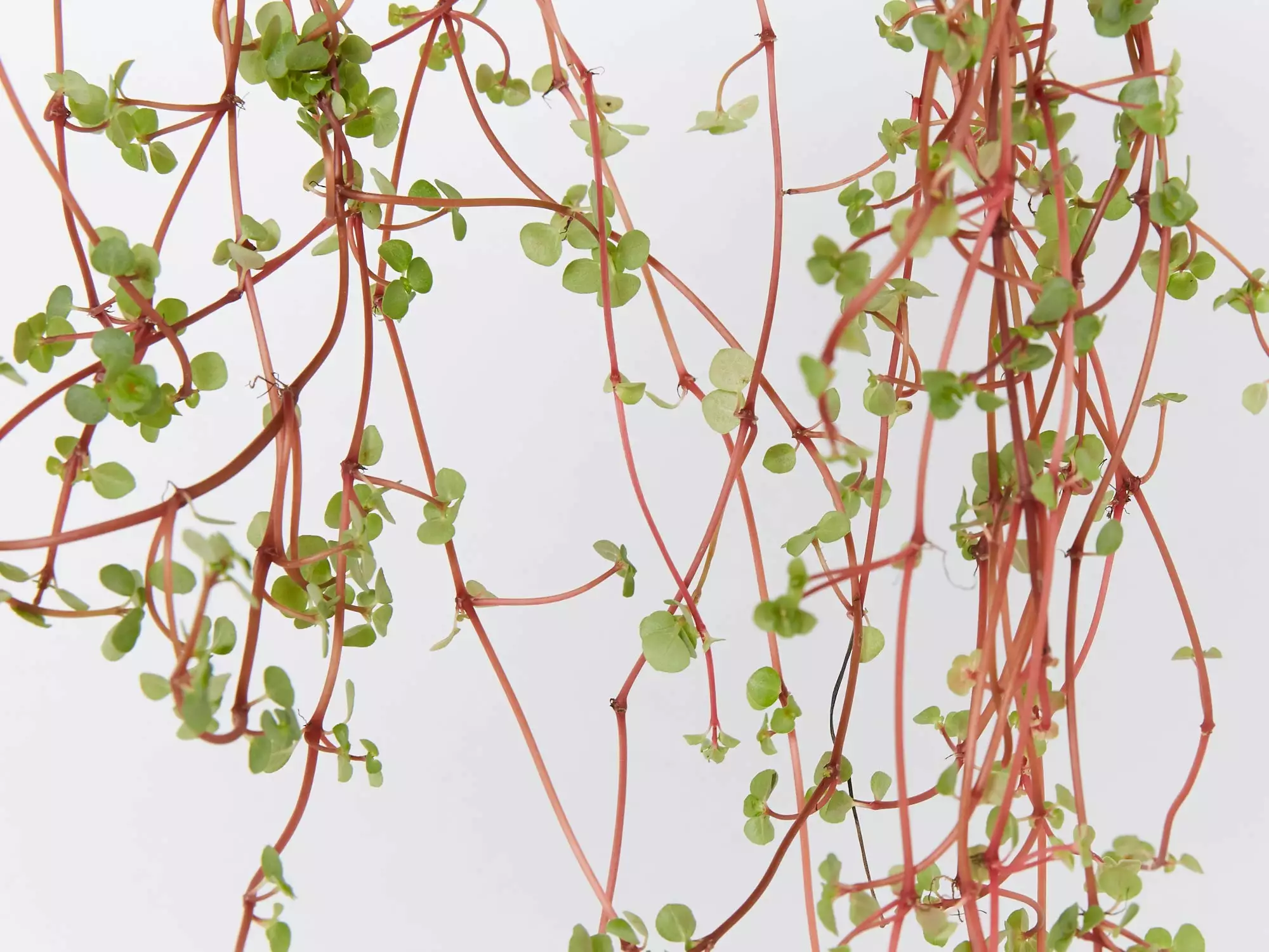 Pilea Libanensis Silver Sprinkles 5 Pilea Libanensis Silver Sprinkles - Image 3