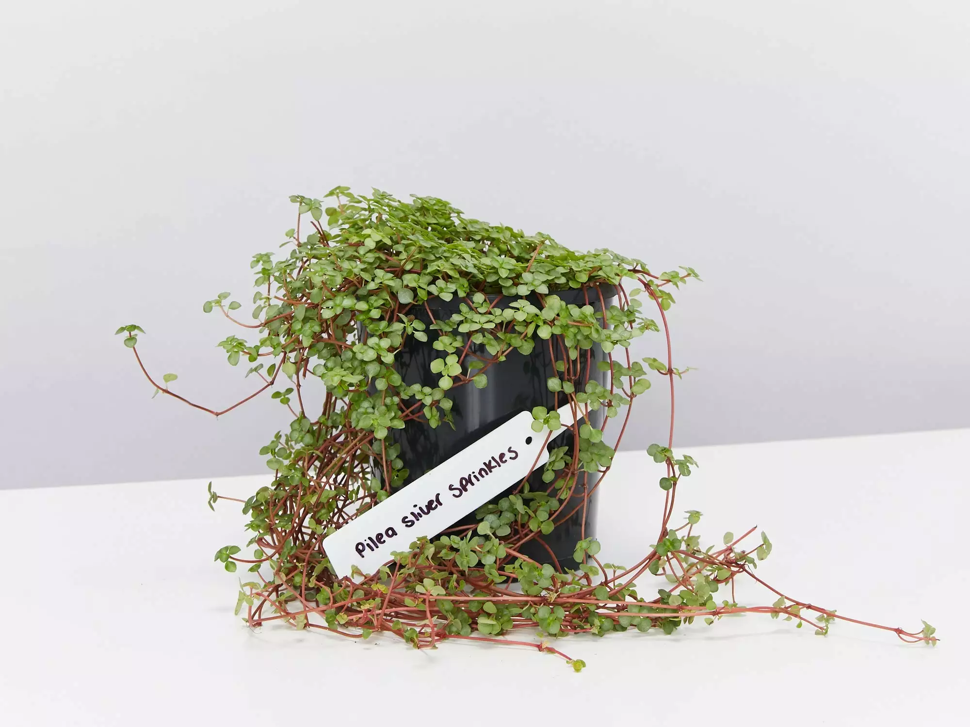 Pilea Libanensis Silver Sprinkles 4 Pilea Libanensis Silver Sprinkles - Image 2