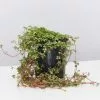 Pilea Libanensis Silver Sprinkles -Plants in a Box Sales Shop PileaSliverSprinkles single 39ad78a3 536b 430d a7a3 4ff39a0faa2f
