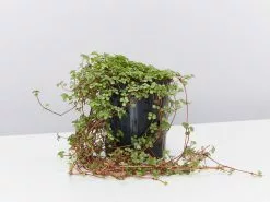 Pilea Libanensis Silver Sprinkles