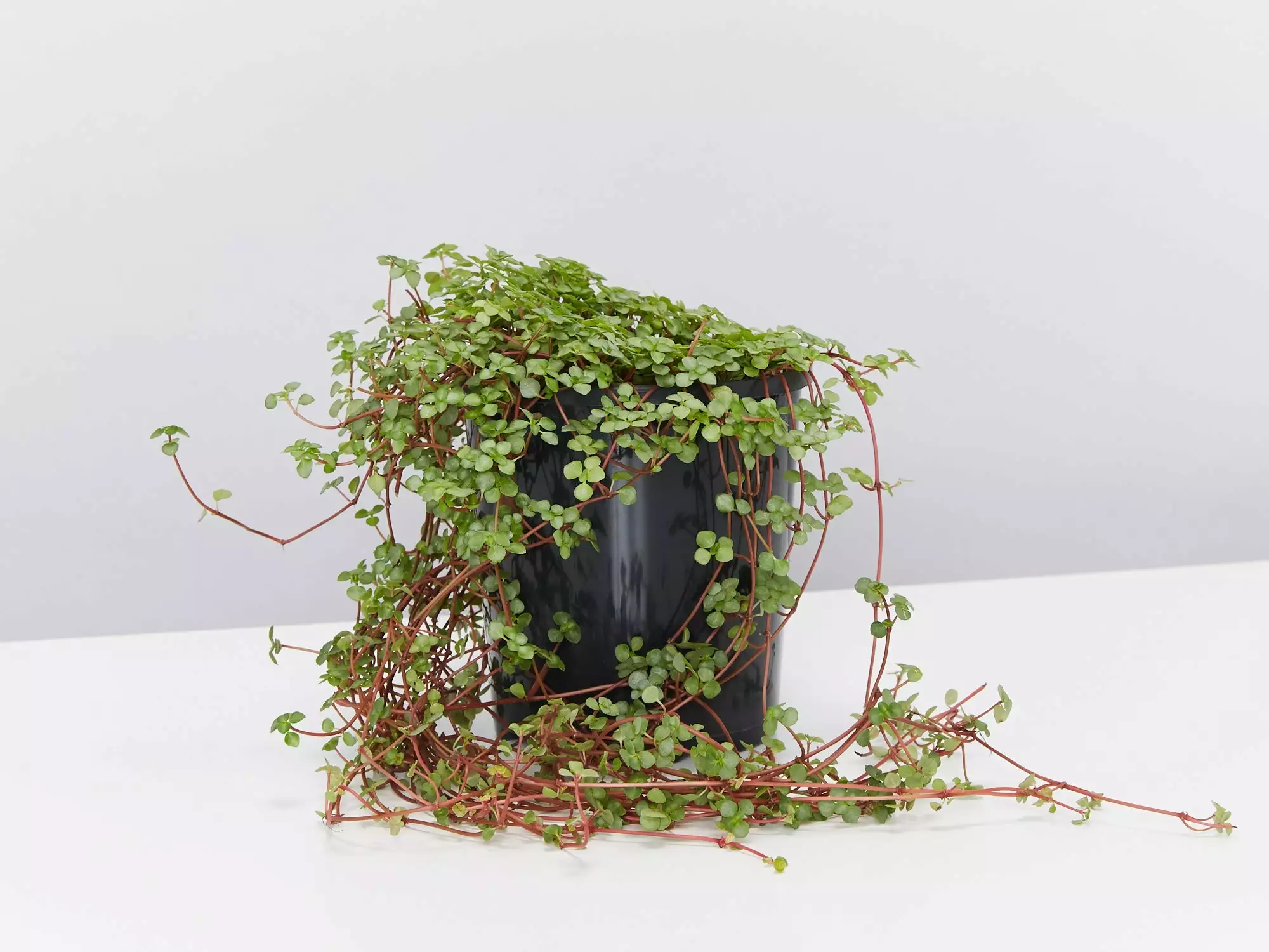 Pilea Libanensis Silver Sprinkles 3 Pilea Libanensis Silver Sprinkles