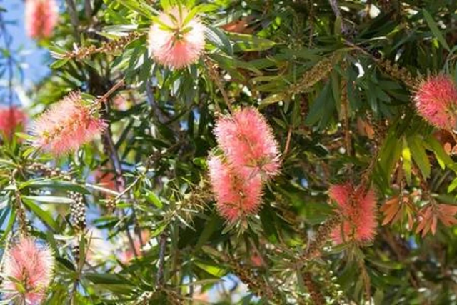 Callistemon Citrinus Pink Champagne 8 Callistemon Citrinus Pink Champagne - Image 6