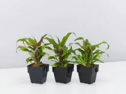 Pitcairnia Sanguinea - 85mm