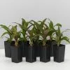 Bromeliad 'Pitcairnia Sanguinea' -Plants in a Box Sales Shop PitcairniaSanguinea 8plants 1 99f2d7cf 5102 46cb bc47 cfaa1d7c0839