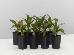 Bromeliad 'Pitcairnia Sanguinea'