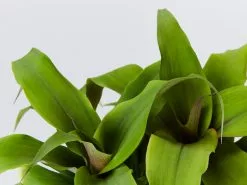 Pitcairnia Sanguinea - 85mm -Plants in a Box Sales Shop PitcairniaSanguinea detail