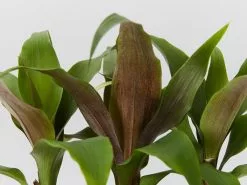 Bromeliad 'Pitcairnia Sanguinea' -Plants in a Box Sales Shop PitcairniaSanguinea detailcopy 1 60f643d9 2fa1 4a97 9df2 91a3a786b488