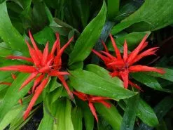 Pitcairnia Sanguinea - 85mm -Plants in a Box Sales Shop PitcairniaSanguinea flower 9fda4627 1ceb 47cc 91cb a30082d9e568