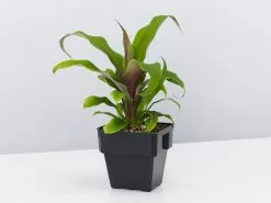 Pitcairnia Sanguinea - 85mm -Plants in a Box Sales Shop PitcairniaSanguinea single