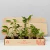 The Plant Killers Houseplant Pack -Plants in a Box Sales Shop PlantKillersBoxShot