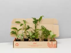 The Plant Killers Houseplant Pack