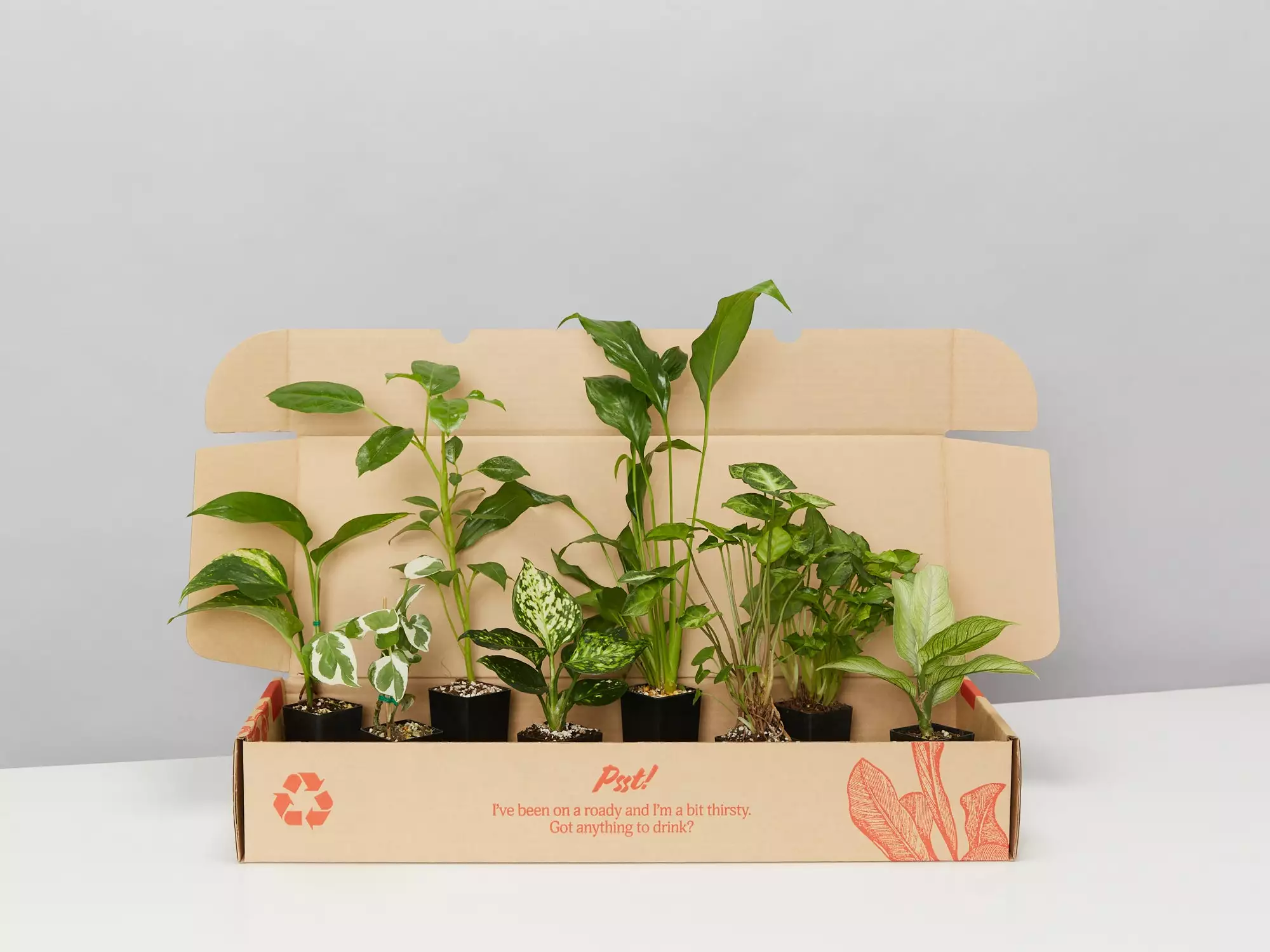 The Plant Killers Houseplant Pack 3 The Plant Killers Houseplant Pack