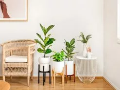 Adjustable Bamboo Plant Stand - Walnut -Plants in a Box Sales Shop PlantlyCo 26 e183082f ed46 4771 8f3d 1d88c7aaba45