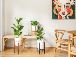 Adjustable Bamboo Plant Stand - Black -Plants in a Box Sales Shop PlantlyCo 29 03b01a13 7028 407b 827d e61cfebb7172