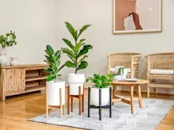 Adjustable Bamboo Plant Stand - Natural -Plants in a Box Sales Shop PlantlyCo 31