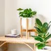 Adjustable Bamboo Plant Stand - Natural 2 Adjustable Bamboo Plant Stand - Natural -Plants in a Box Sales Shop PlantlyCo Stands02 1