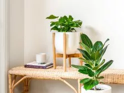 Adjustable Bamboo Plant Stand - Natural