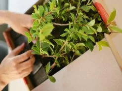 Syzygium Select - Lilly Pilly Screening Pack