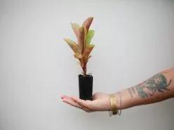 Ficus Elastica Shivereana -Plants in a Box Sales Shop Plants 1674 75346cd6 7191 4dca 8cb0 87547b5c0c04