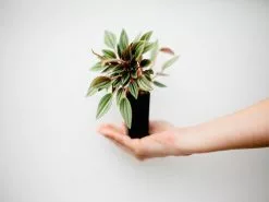 Peperomia Caperata Rosso -Plants in a Box Sales Shop Plants 1696 6e04a424 3544 498b a3b4 b3b53c207080