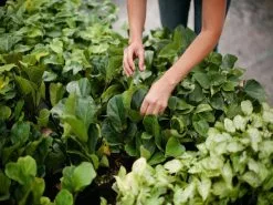 Ficus Lyrata - 85mm -Plants in a Box Sales Shop Plants 1728 Edit bfe682be c997 4dfe b2d4 710e1e10b0fe