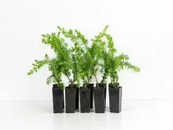 Juniperus Conferta "All Gold"