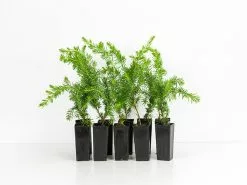 Juniperus Procumbens Nana