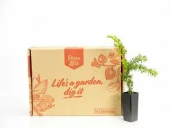 Juniperus Conferta "All Gold" 7 Juniperus Conferta "All Gold" -Plants in a Box Sales Shop Plants in a box 2665 621203f7 e5b3 4952 90bf 56946d2163c4