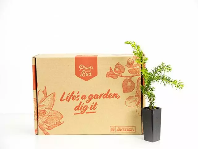 Juniperus Conferta "All Gold" 5 Juniperus Conferta "All Gold" - Image 3