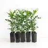 Murraya Hip-High -Plants in a Box Sales Shop Plants in a box 2668 8a18ae04 4f09 4cd5 b341 dbcbf18aa628