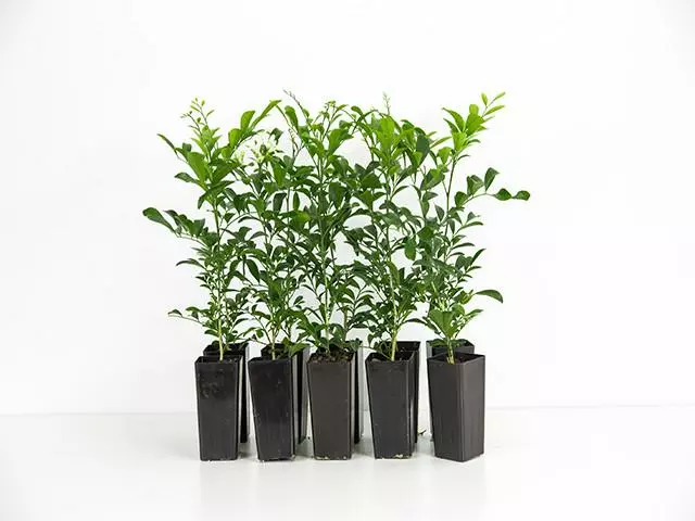 Murraya Hip-High 3 Murraya Hip-High