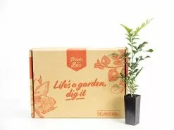 Murraya Hip-High 10 Murraya Hip-High -Plants in a Box Sales Shop Plants in a box 2671 b3d6c24e 9300 4207 bd9d 48d0d893e619