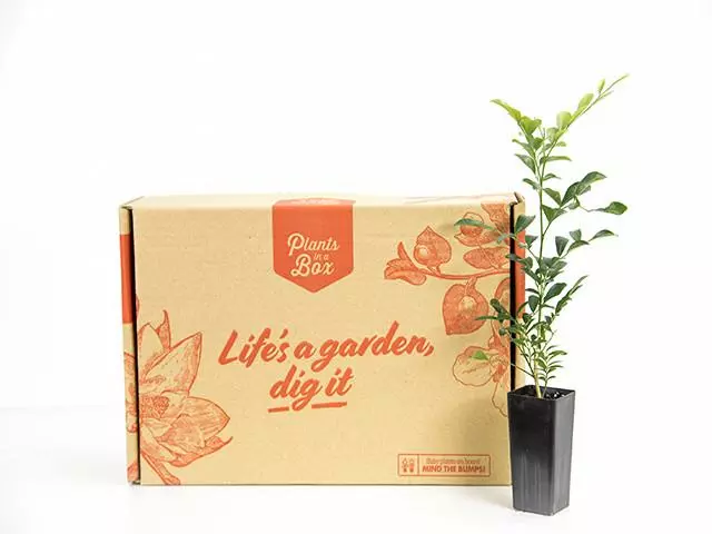 Murraya Hip-High 6 Murraya Hip-High - Image 4