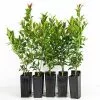 Syzygium Winter Lights -Plants in a Box Sales Shop Plants in a box 2714 caac8819 9819 4c1c 9d17 c08837be9a40