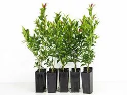 Syzygium Winter Lights